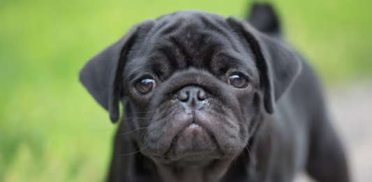 Pug Rescue South Africa