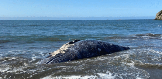 Ballenas en peligro